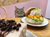Meow Cats Café
