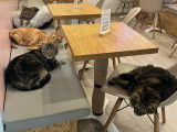 Meow Cats Café