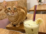 Meow Cats Café