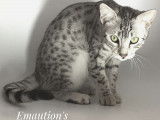 MAU Egyptien | Chatterie Emaution's