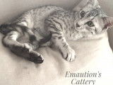 Jeune chat Mau egyptien silver | Emaution's Cattery