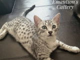 Superbe Mau égyptien silver | Chatterie Emaution's Cattery