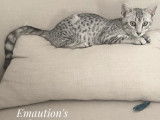 Mau égyptien mini guépard argent | Chatterie Emaution's