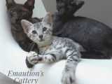 Magnifique petites panthères noires et petit guépard silver Maus egyptiens | Chatterie Emaution's
