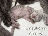Attendrissant bébé Mau égyptien | Chatterie Emaution's