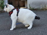 Mon Chien Mon Ami