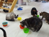 Pension pour chats de l'Ouest Lyonnais