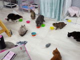 Pension pour chats de l'Ouest Lyonnais