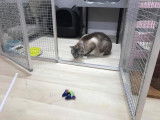 Pension pour chats de l'Ouest Lyonnais