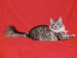 Le BB Coon De Sofi