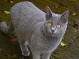 Des Bleus De Houna