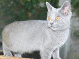 Des Bleus De Houna