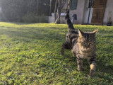 Chat'lut