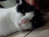 Chat'lut