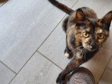 Chat'lut