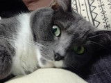 Chat'lut