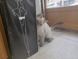Chat'lut