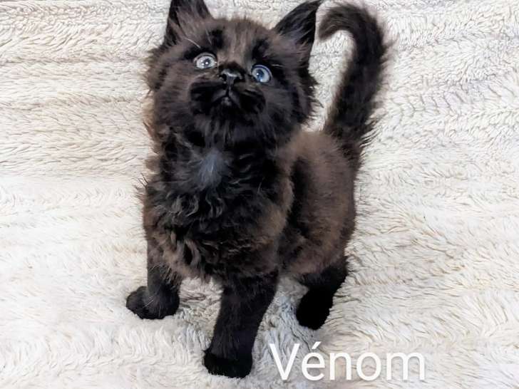 De la Fleur des Mers