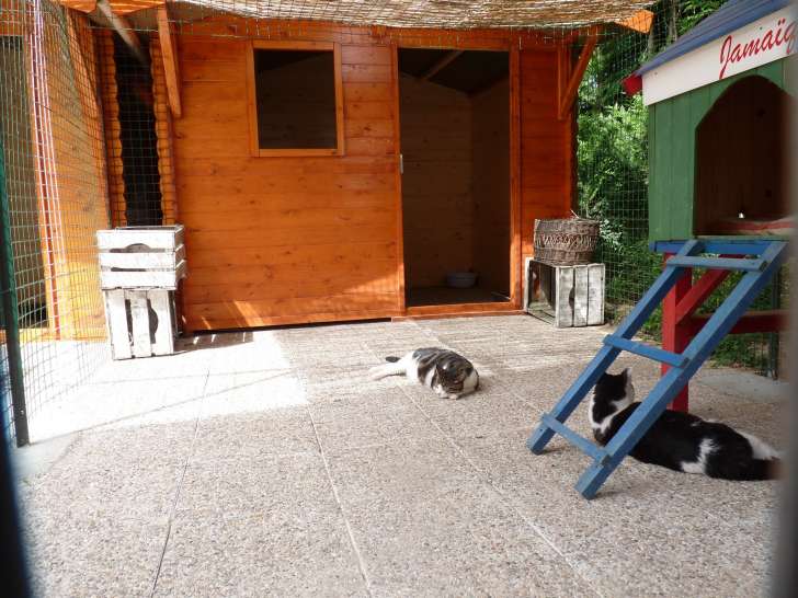 Au Chat Chez Lui