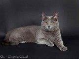 Du Bleu Chartreux