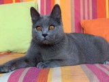 Du Bleu Chartreux