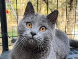 Du Bleu Chartreux