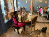 Le café des chats