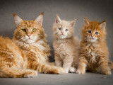 Utgard Loki des Géants d'Hyades - Red Mackerel tabby  Union Jack des Géants d'Hyades - Crème Silver Mackerel Naissance : 03/04/2023 Maman : Soleil of Fields Coon Sun - Champion National Papa : Catsvill County's Thailande