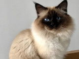 Du Palais du Chat