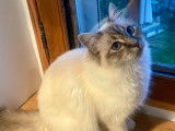 Du Palais du Chat