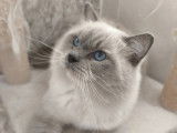 Des Bleus Landais