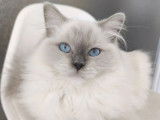 Des Bleus Landais