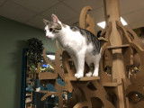 Arbre à chats