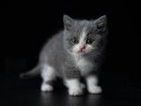 Marina garde mon chat
