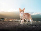 Marina garde mon chat