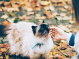 Marina garde mon chat