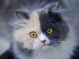 Marina garde mon chat