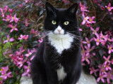 Marina garde mon chat