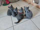 Les Chatons de Gigi