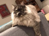 Kat’Miss