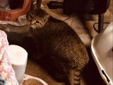 Kat’Miss