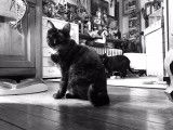 Kat’Miss