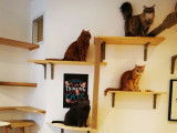 Le Comptoir des Chats