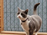 Chat-L'Heureux