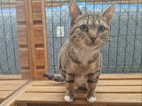 Chat-L'Heureux