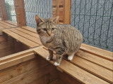 Chat-L'Heureux