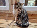 Chat-L'Heureux