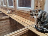Chat-L'Heureux