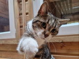 Chat-L'Heureux