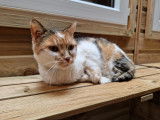 Chat-L'Heureux